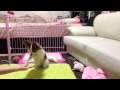 チョコ8カ月コマンド