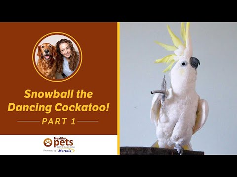 Snowball the Dancing Cockatoo! (Part 1 of 2)