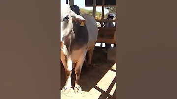 Name Nane Ngombe Mkubwa Aliye Trend Dodoma 
