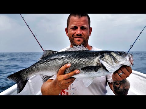 UK Bass fishing