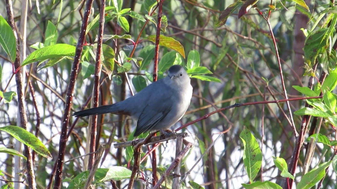 Gray Catbird calling to each other 