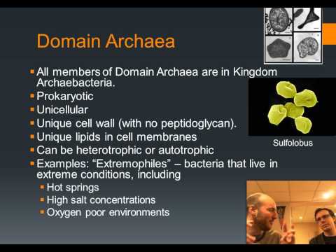 archaebacteria examples