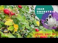 idar oberstein 4k #walking4k #coloresdeotoño #germany #edelsteine #gemstone