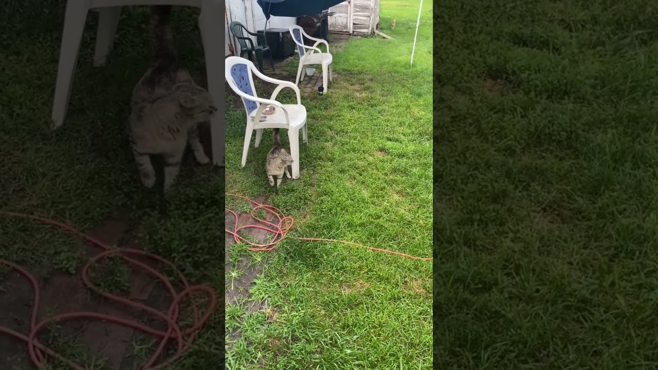 Meet Skittles the Outdoor Cat!  