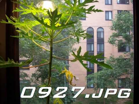 Young Papaya Tree Timelapse