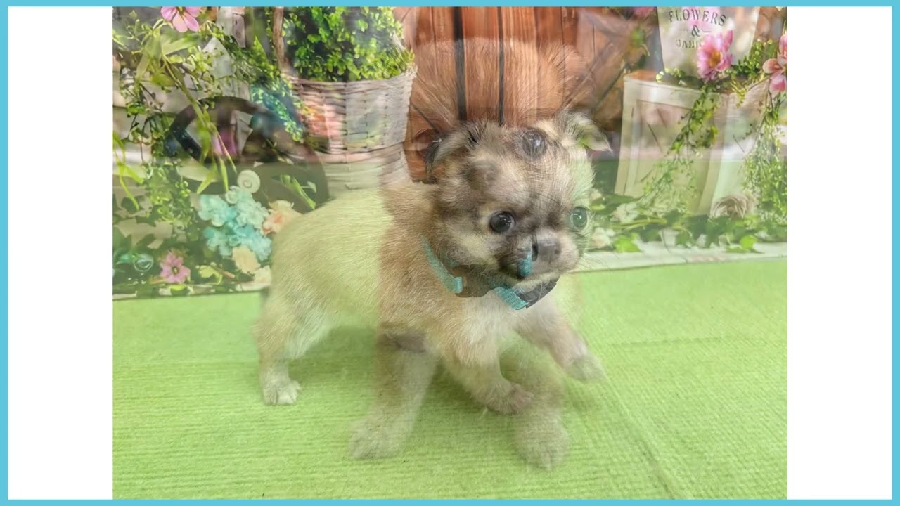 760847 チワワ（ロングコート） - YouTube