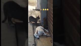 كلب 🐕 يفزع و يهرب خائفآ من خناقه القطط 🐱