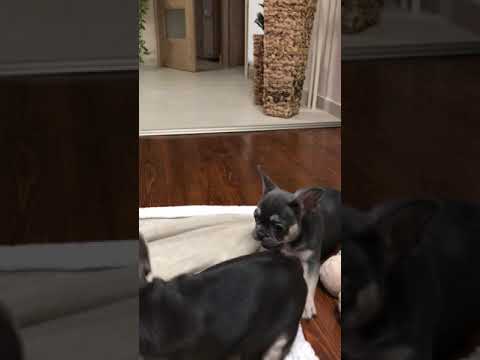 camera iphone 8 plus apk TomKingsKennel Mila 9