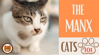 Cats 101  MANX CAT  Top Cat Facts about the MANX