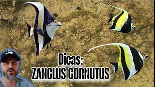o Gil do Nemo curiosidades sobre o zanclus cornutus e dicas de manutenção #aquarium #curiosidades
