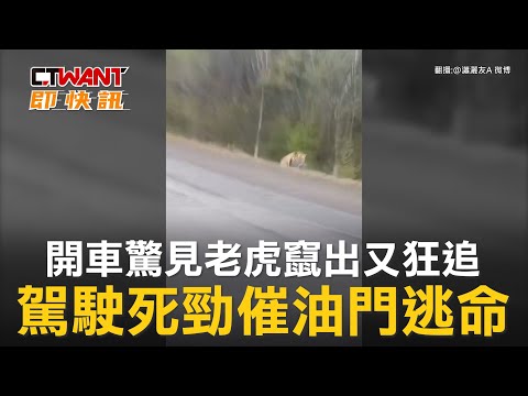CTWANT 國際新聞 / 開車驚見老虎竄出又狂追　駕駛死勁催油門逃命