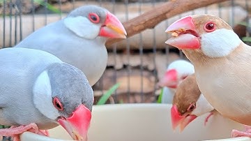 Java sparrow singing sound: you can open beautiful java sparrows songs hear to train your bird sing.