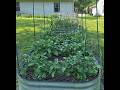 My home garden tour May update 5.27.26