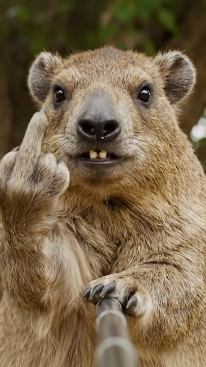 Awawa gives the middle finger from space💀#hyrax #funnyanimals #angrycat #meme
