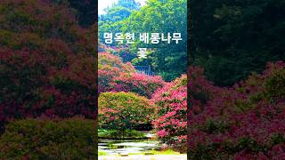 명옥헌 배롱나무 꽃     #목백일홍     #담양     #명옥헌     #명승지     #정원     #배롱나무     #Korea