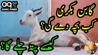 Goats Care Before & After Delivery (Practical Information in Urdu / Hindi) | Part 1 | AQ Goat Farm