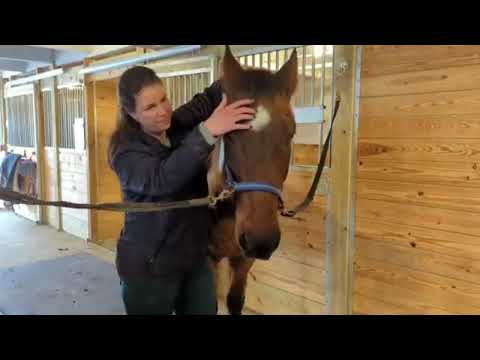 <p>The MSPCA is looking for a special adopter to house Merlin, a 33-year-old American Paint horse</p>