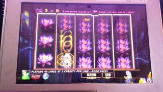 Into The WILD. Slot machine.  Free spins .