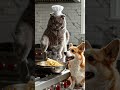 My Cat finally cooked dinner for the Dog! 🍝🐾