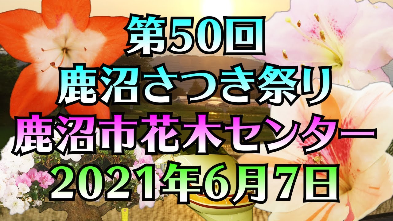 Я был на 50-м фестивале Канума Сацуки в 2021 году. Я сфотографировал 74 разновидности бонсай Сацуки.
