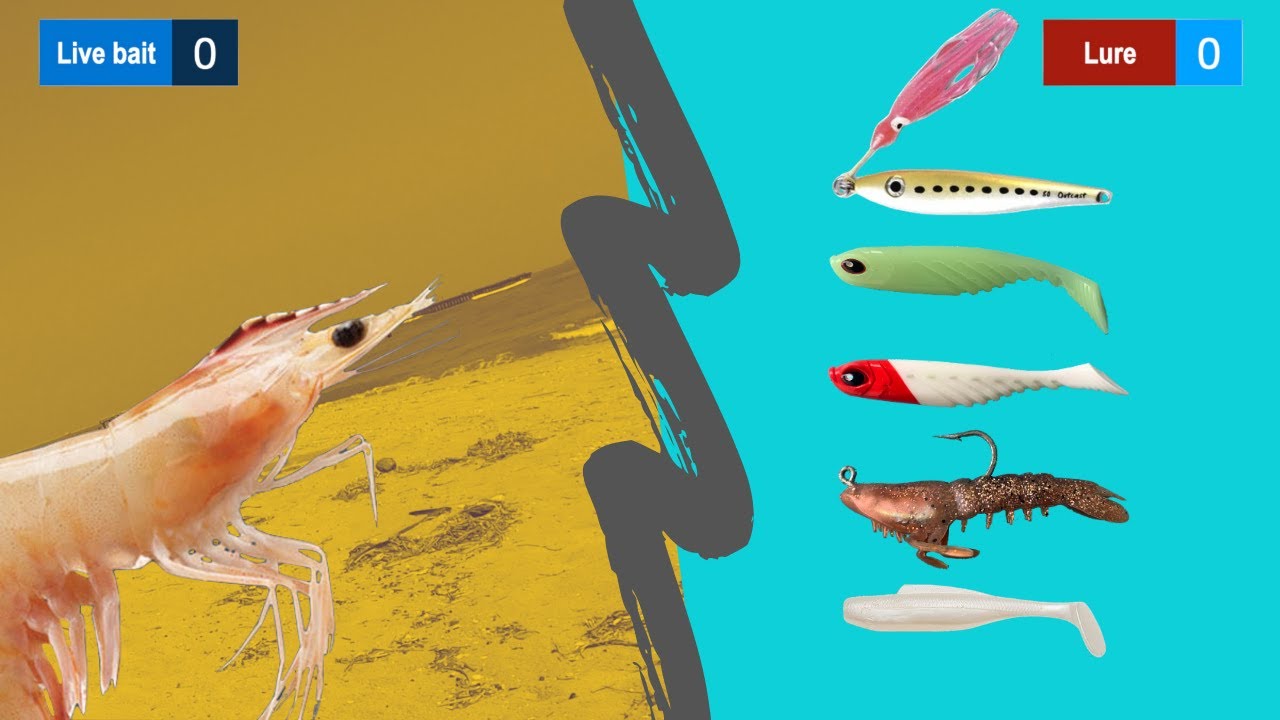 Live bait vs Lure Live Shrimp vs Lure It's Hobby Time YouTube