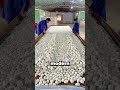 Traditional Blanket Duck Egg Hatching #shorts