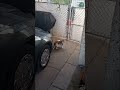 Pregnant cat on top of our car #short