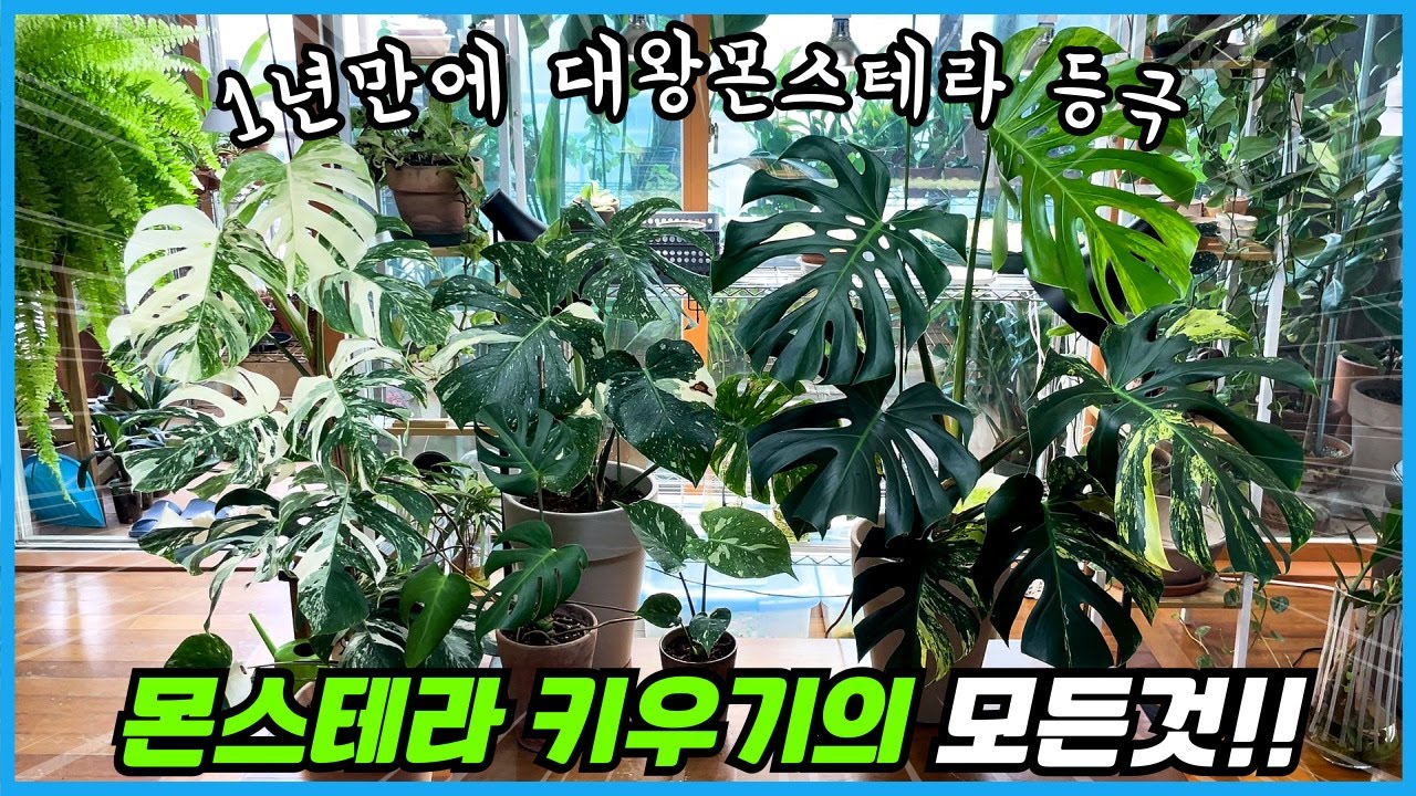 Вырастить монстеру несложно! Создайте гигантскую монстеру всего за один год!