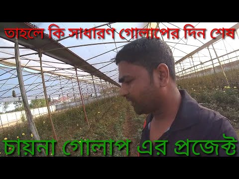 ভিডিও: মুখোমুখি গোলাপ