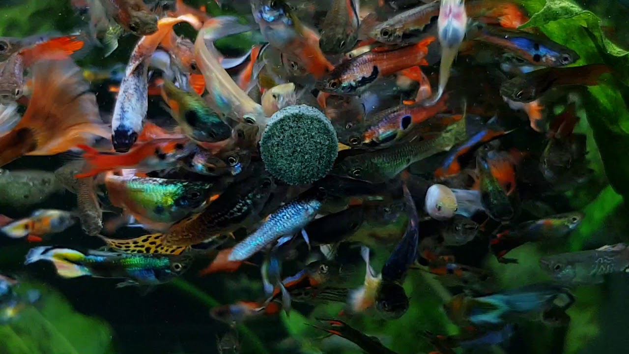 guppy feeding fish YouTube