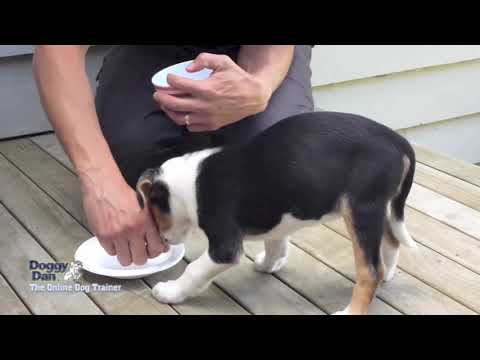 pomsky-training-–-aggressive-pomsky-around-food-(doggy-dan)