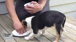 Pomsky Training – Aggressive Pomsky Around Food (Doggy Dan)