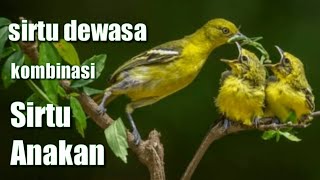 Suara Pikat BURUNG SIRTU | Sirtu Dewasa kombinasi Sirtu Anakan