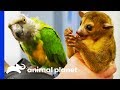 Meet The Vet Life's Cutest Patients Ever! | The Vet Life (Compilation)