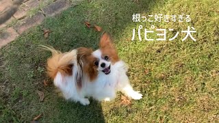 ハローキティ 子犬の散歩 パピヨン ハローキティ 子犬の散歩 パピヨン キティ ストラップ サンリオ レア