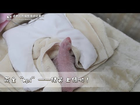 《熊貓主題趴》萌主“kpi”上線啦！| iPanda熊貓頻道