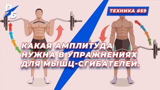 Какая амплитуда нужна в упражнениях для мышц-сгибателей. Техника 59