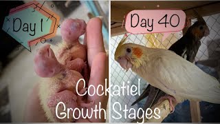 Cockatiel chicks growth stages, day 1 to day 40, baby chick to flying cockatiel screenshot 5