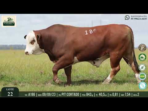 LOTE 22 - A186