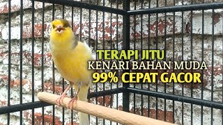 Download Lagu kenari gacor panjang Cuit Cuit EMOSI, Pancingan Kenari Paud Belajar Bunyi, terapi AMPUH Kenari MACET MP3
