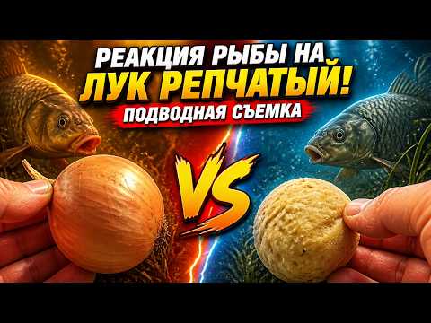 How Fish React to ONIONS! Underwater Footage