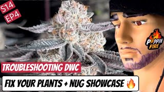  S14 EP04 - Nug showcase + surefire way to troubleshoot deficiencies in DWC!  Poppin fire update. 
