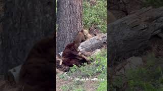 Grizzly with its family
