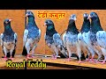 Royal teddy pigeon  teddy kabootar  arpigeon farm azhar khan parbhani  jaipur tonk pigeons