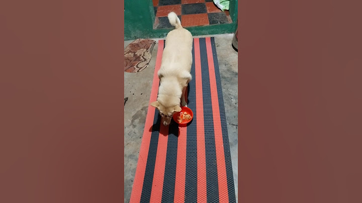 അച്ഛൻ തന്നു അച്ചപ്പം. #dog#doglover#funny#utubeshorts.
