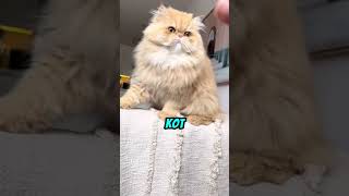 NAJBARDZIEJ PUSZYSTY KOT, JAKI ZOBACZYSZ! 🐈‍⬛😳