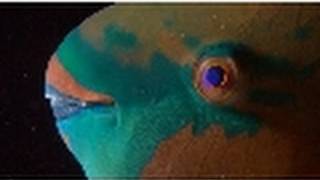The Red Sea | Secret Worlds