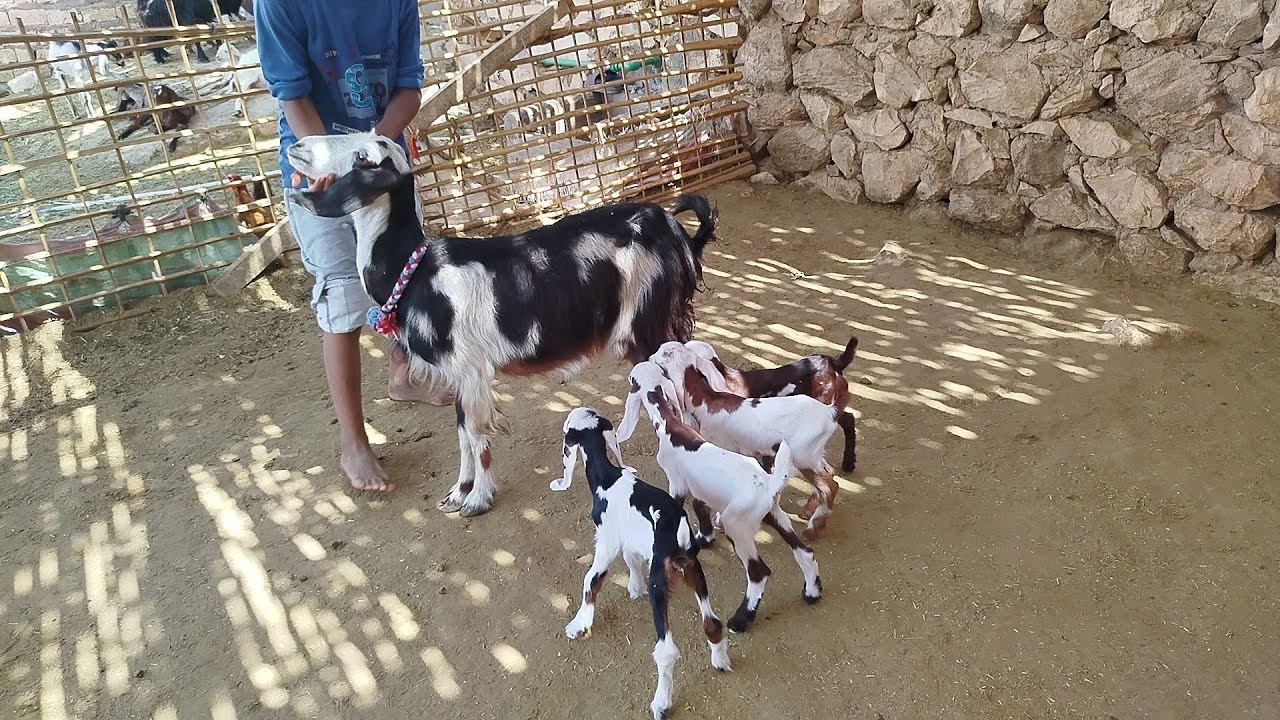 نوادر ابو الريان معزة تحتها اربع توائم ماشاء الله سلالات عاليه (١٥/٩)#عروض_بيع_الماعز 