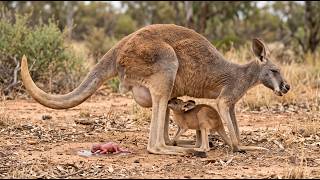 Download lagu A Mother Kangaroo Gives Birthโฆ Then Gets Pregnant While Nursing Two Babies | 4K Wildlife Documentary