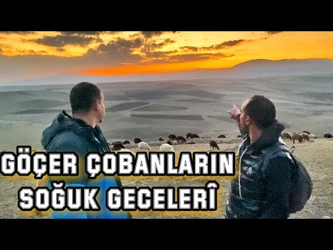 SOĞUK VE KARANLIK GECE | KURTLAR VE KÖPEKLER ARASINDAKİ EZELİ REKABET @MORKOYUNTV